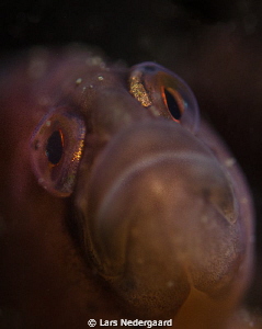 Nikon D7000 with 60mm Nikkor macro lens. 1/60 sec@f5.0, I... by Lars Nedergaard 